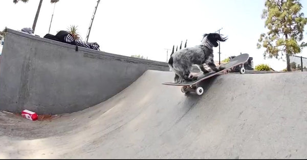 Murdy the Dawg — Full Part