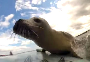 Surfing Seal